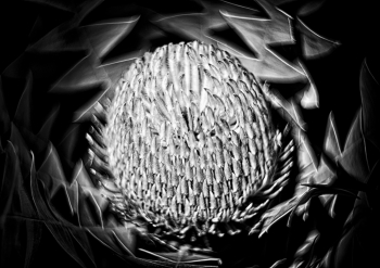 Floral Impressions