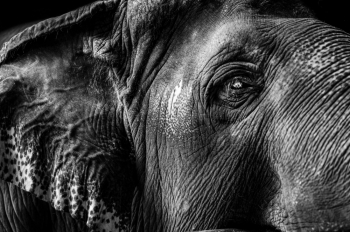 TEXTURE D'ÉLÉPHANT