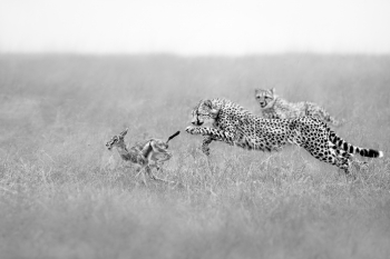 Budding Hunters