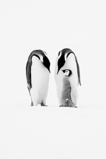 Emperor Penguin Family