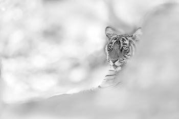 Hidden Beauties