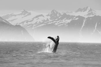Leap Of Joy 1