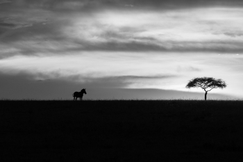 Noir Canvas