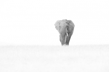 Pride Of Africa