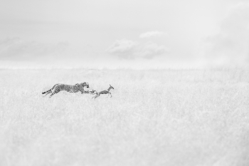 The Final Run
