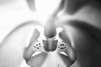 Orchids