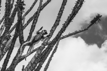 Leaping Lemurs in Spiny Forest