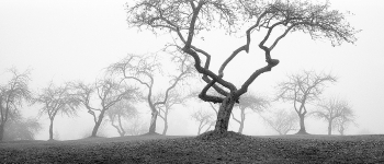 Old Apple Garden