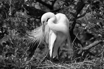 Great Egret