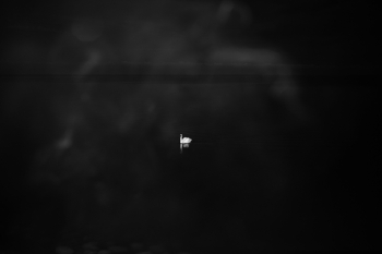 Swan into darkness