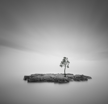 A lonely tree