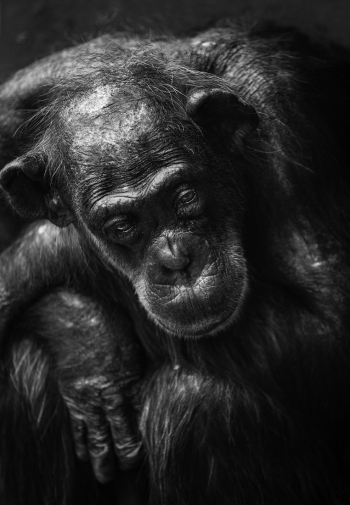 Evolutionary Emotions