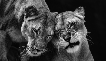 Shared Moments