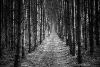 Path through the forest