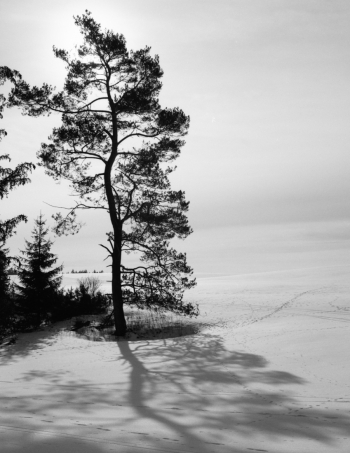 trees and traces