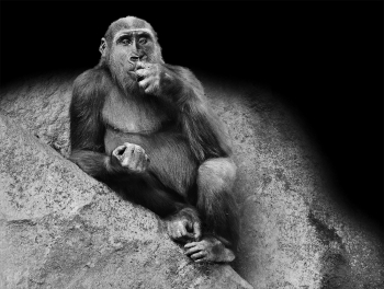 Do animals have feelings?