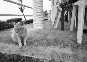 Shop Cats 
