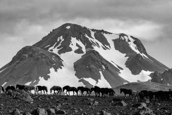 Arctic Caravan