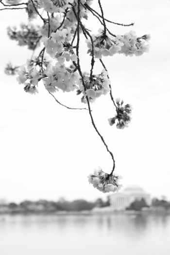 DC in Bloom 