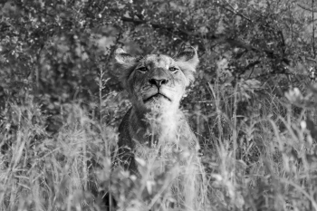 Curious Cub