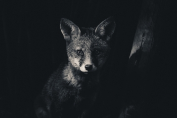 Curious Cub 2