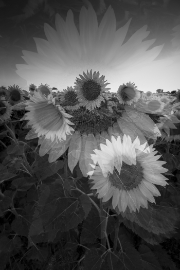 Flowersun