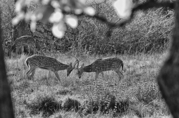 Rutting season