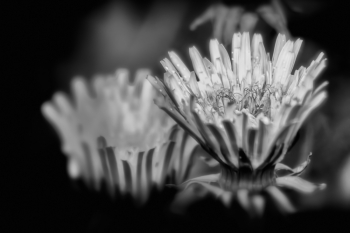 two dandelions
