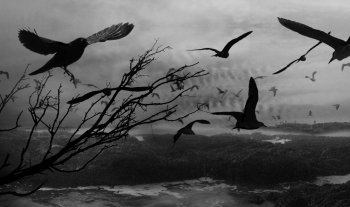 The Birds