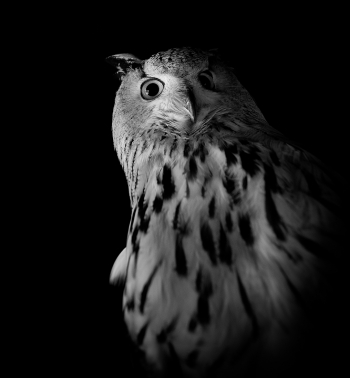 BEAUTIFUL WILD