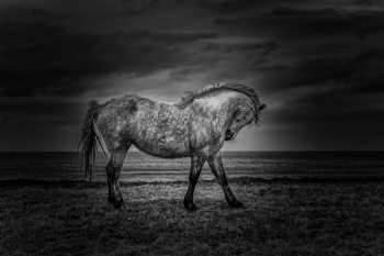 The Horse