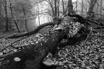The variation abundance of beeches