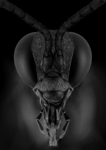 Black wasp