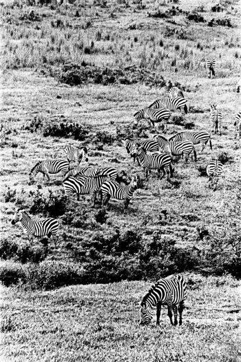 Tanzanian Wildlife