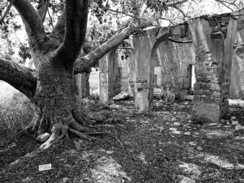 Trees