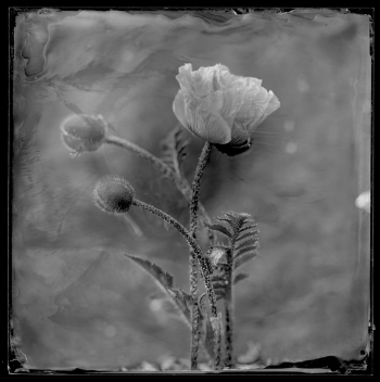 Poppy