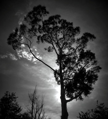 Morning Tree