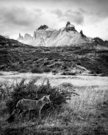 The Patagonian Fox