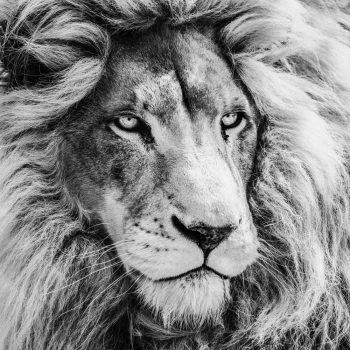 King