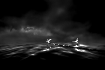 Swans of the cobalt blue lake
