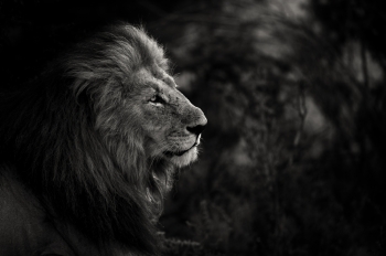 Big Cats 