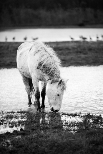 Camarge horses and their life 