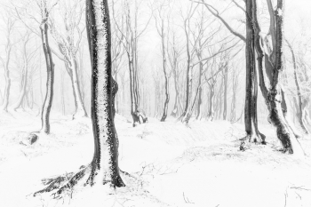 Beech forest
