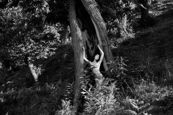 Freedom in the wood