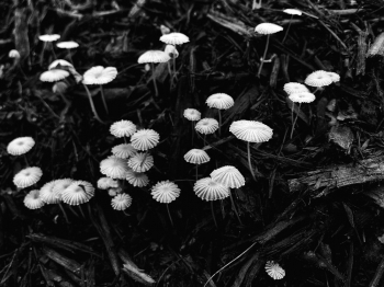 The Little Umbrella