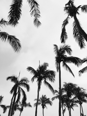 Tropical Cool