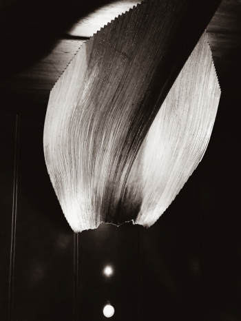 Orchid