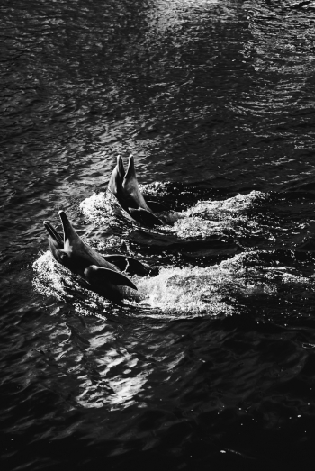 Le bal des dauphins      The ball of dolphins