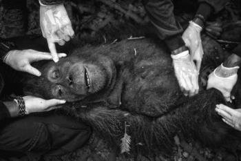Saving Orangutans