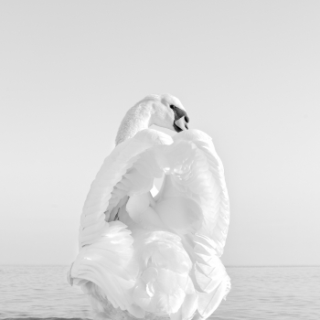 White Bird 